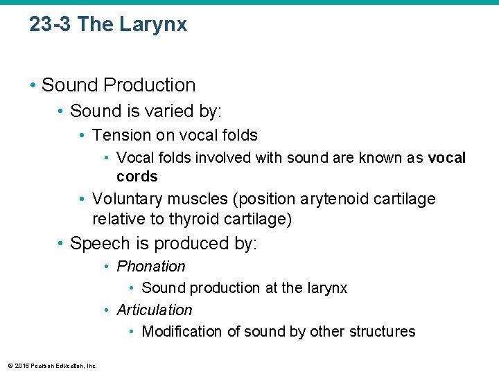 23 -3 The Larynx • Sound Production • Sound is varied by: • Tension
