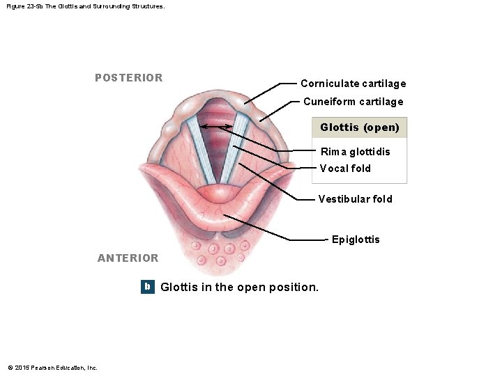 Figure 23 -5 b The Glottis and Surrounding Structures. POSTERIOR Corniculate cartilage Cuneiform cartilage
