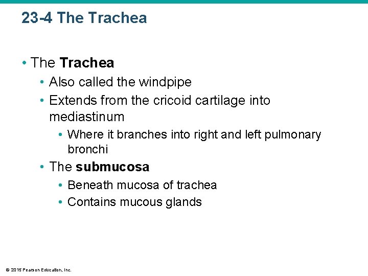 23 -4 The Trachea • Also called the windpipe • Extends from the cricoid