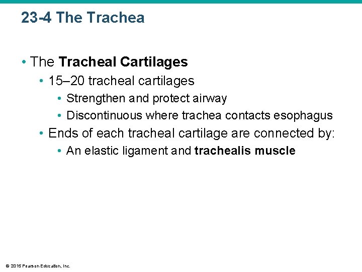 23 -4 The Trachea • The Tracheal Cartilages • 15– 20 tracheal cartilages •