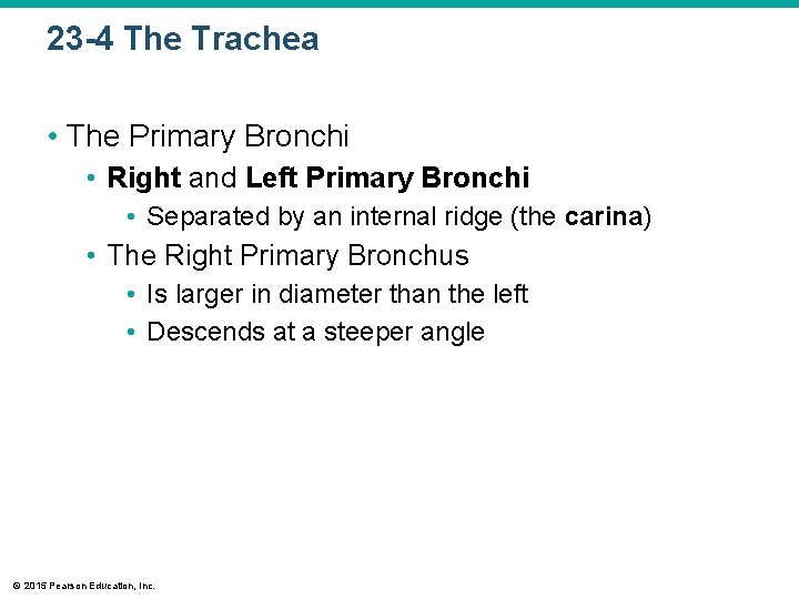 23 -4 The Trachea • The Primary Bronchi • Right and Left Primary Bronchi