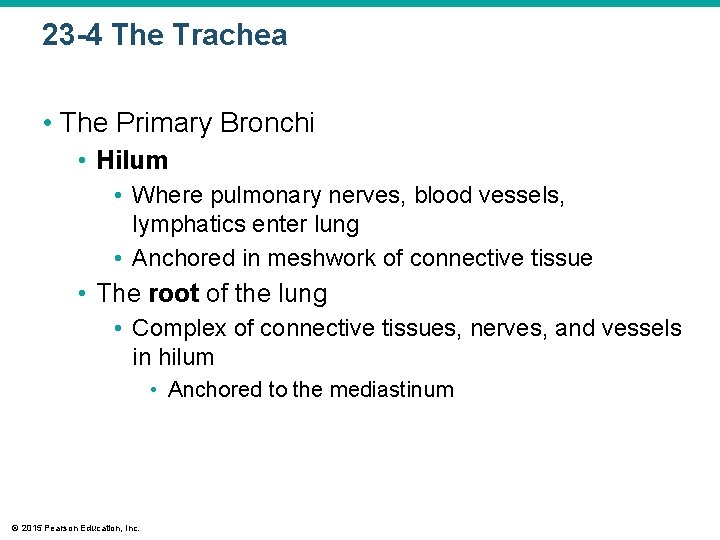 23 -4 The Trachea • The Primary Bronchi • Hilum • Where pulmonary nerves,