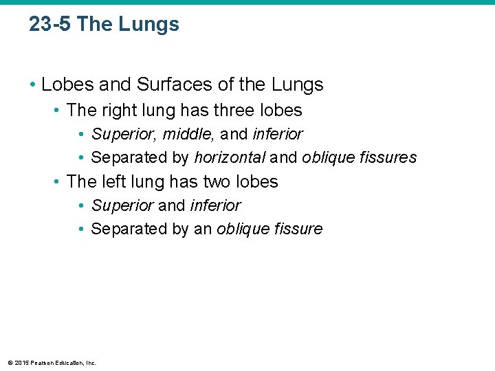 23 -5 The Lungs • Lobes and Surfaces of the Lungs • The right
