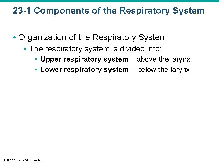 23 -1 Components of the Respiratory System • Organization of the Respiratory System •