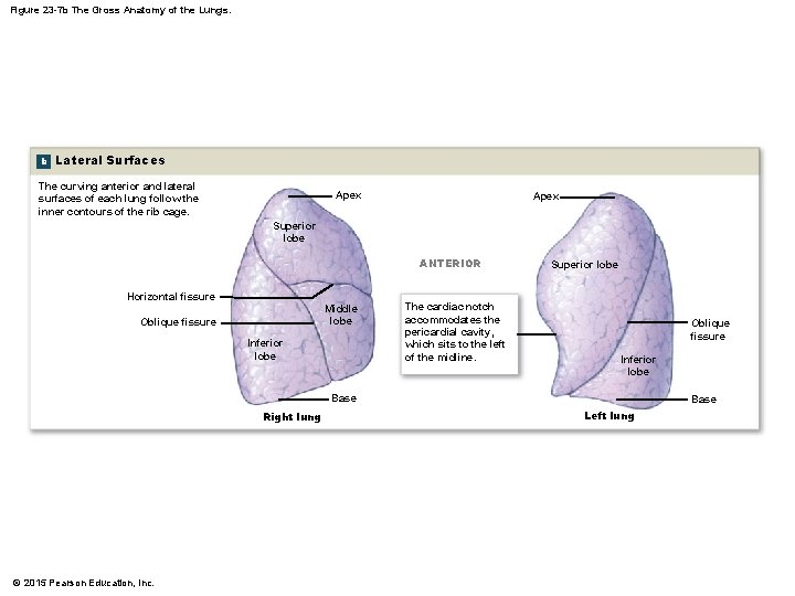 Figure 23 -7 b The Gross Anatomy of the Lungs. b Lateral Surfaces The
