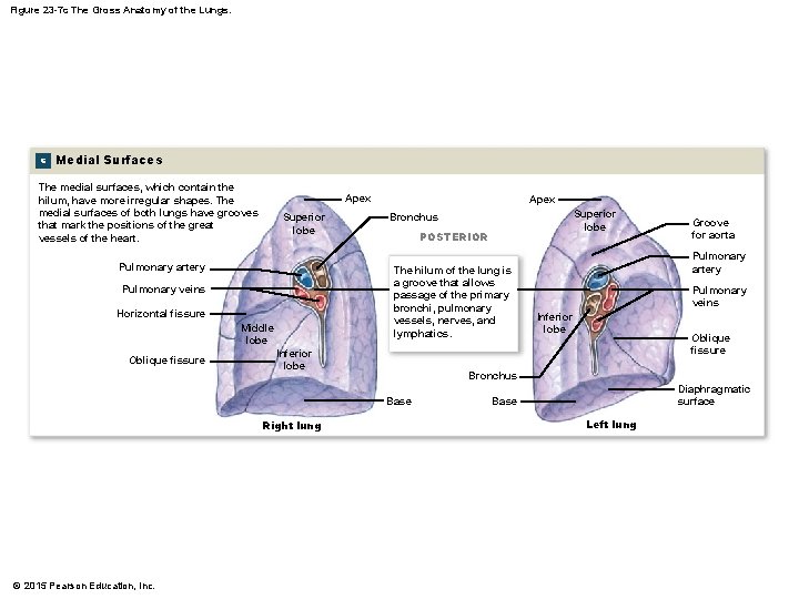 Figure 23 -7 c The Gross Anatomy of the Lungs. c Medial Surfaces The