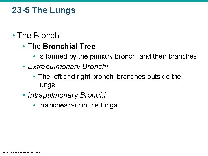 23 -5 The Lungs • The Bronchial Tree • Is formed by the primary