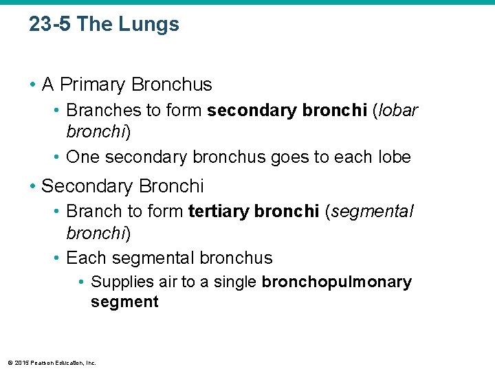 23 -5 The Lungs • A Primary Bronchus • Branches to form secondary bronchi