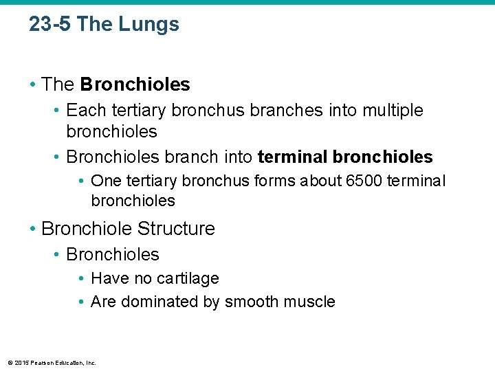 23 -5 The Lungs • The Bronchioles • Each tertiary bronchus branches into multiple