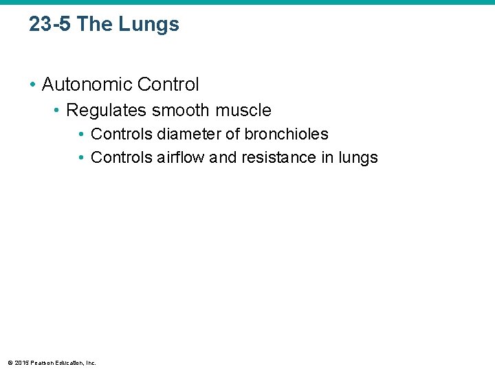 23 -5 The Lungs • Autonomic Control • Regulates smooth muscle • Controls diameter