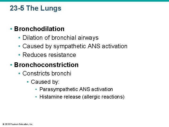 23 -5 The Lungs • Bronchodilation • Dilation of bronchial airways • Caused by