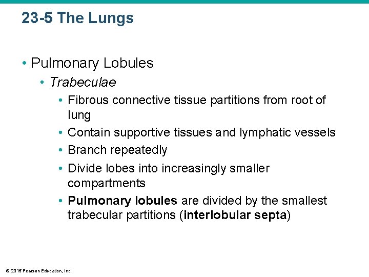 23 -5 The Lungs • Pulmonary Lobules • Trabeculae • Fibrous connective tissue partitions