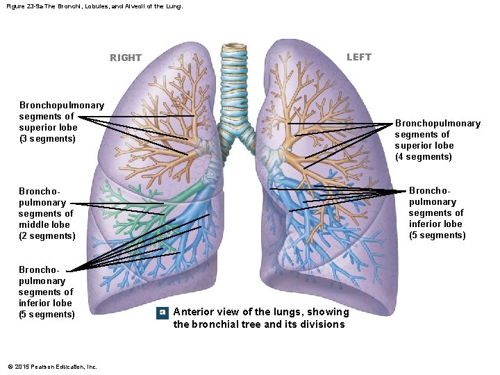 Figure 23 -9 a The Bronchi, Lobules, and Alveoli of the Lung. LEFT RIGHT
