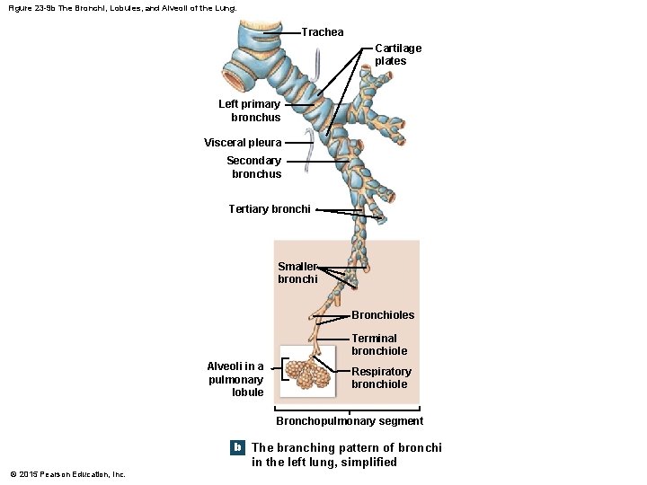 Figure 23 -9 b The Bronchi, Lobules, and Alveoli of the Lung. Trachea Cartilage