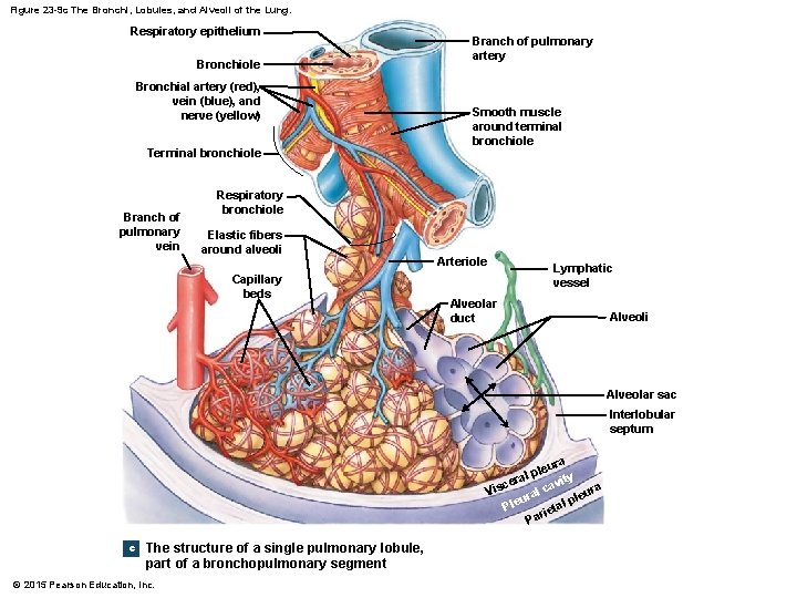 Figure 23 -9 c The Bronchi, Lobules, and Alveoli of the Lung. Respiratory epithelium
