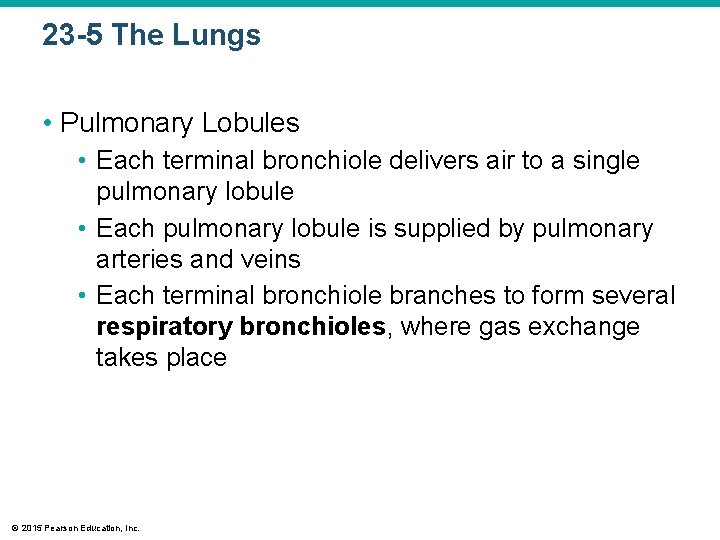 23 -5 The Lungs • Pulmonary Lobules • Each terminal bronchiole delivers air to