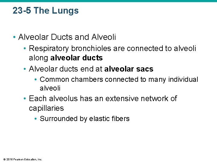 23 -5 The Lungs • Alveolar Ducts and Alveoli • Respiratory bronchioles are connected