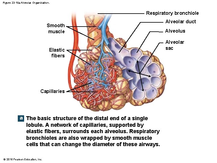 Figure 23 -10 a Alveolar Organization. Respiratory bronchiole Smooth muscle Elastic fibers Capillaries a