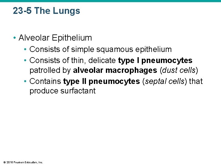 23 -5 The Lungs • Alveolar Epithelium • Consists of simple squamous epithelium •