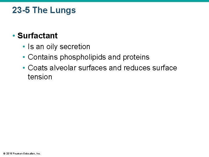 23 -5 The Lungs • Surfactant • Is an oily secretion • Contains phospholipids