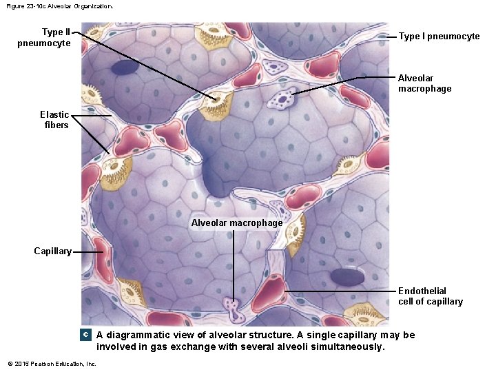 Figure 23 -10 c Alveolar Organization. Type II pneumocyte Type I pneumocyte Alveolar macrophage