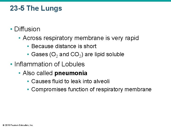 23 -5 The Lungs • Diffusion • Across respiratory membrane is very rapid •