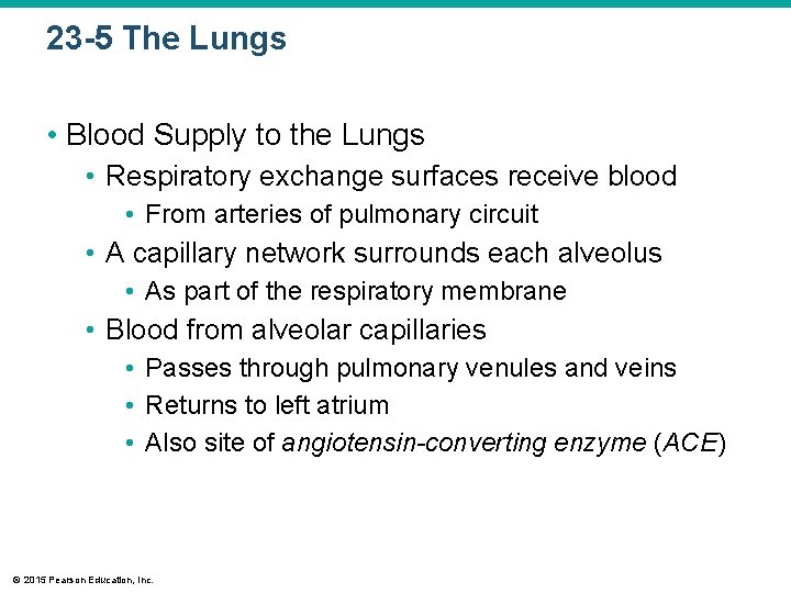 23 -5 The Lungs • Blood Supply to the Lungs • Respiratory exchange surfaces
