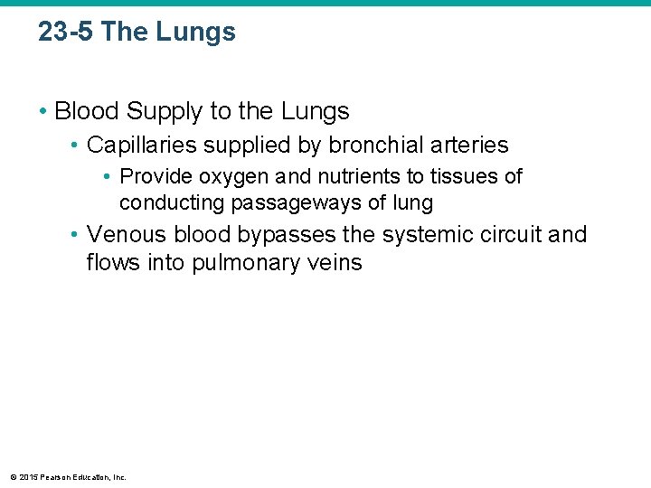 23 -5 The Lungs • Blood Supply to the Lungs • Capillaries supplied by