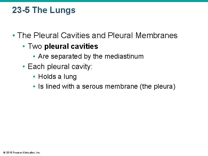 23 -5 The Lungs • The Pleural Cavities and Pleural Membranes • Two pleural