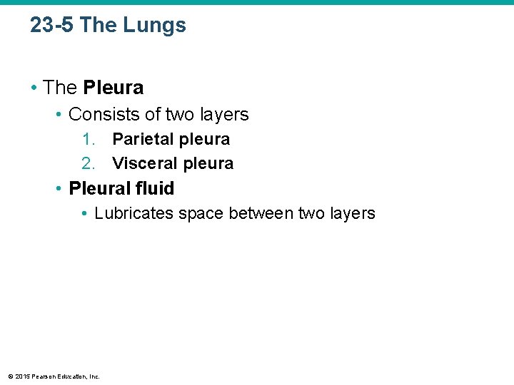 23 -5 The Lungs • The Pleura • Consists of two layers 1. Parietal