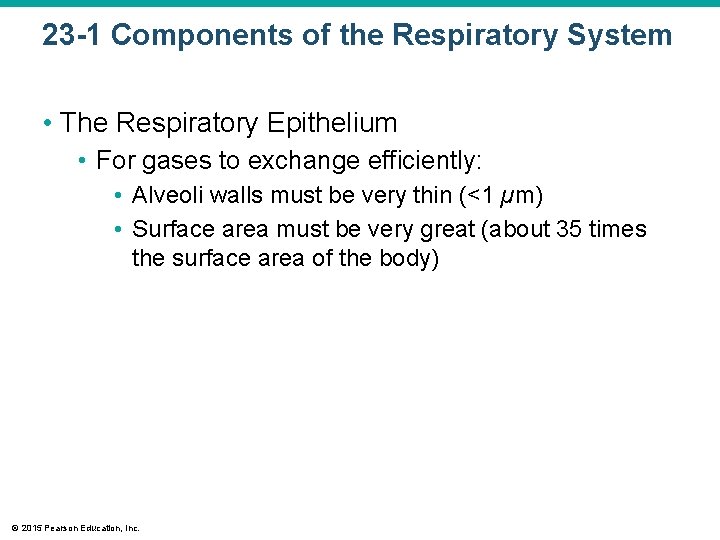 23 -1 Components of the Respiratory System • The Respiratory Epithelium • For gases
