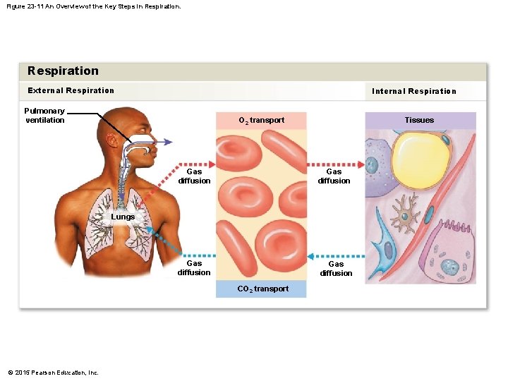 Figure 23 -11 An Overview of the Key Steps in Respiration External Respiration Internal