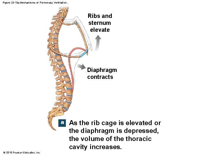Figure 23 -13 a Mechanisms of Pulmonary Ventilation. Ribs and sternum elevate Diaphragm contracts
