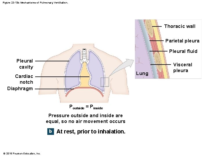 Figure 23 -13 b Mechanisms of Pulmonary Ventilation. Thoracic wall Parietal pleura Pleural fluid