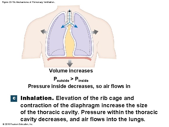 Figure 23 -13 c Mechanisms of Pulmonary Ventilation. Volume increases Poutside > Pinside Pressure