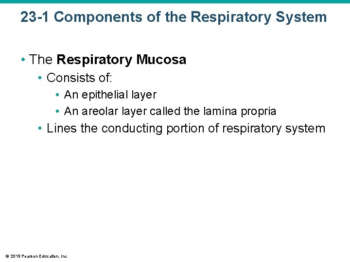 23 -1 Components of the Respiratory System • The Respiratory Mucosa • Consists of: