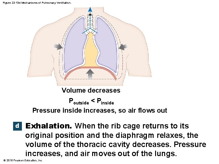 Figure 23 -13 d Mechanisms of Pulmonary Ventilation. Volume decreases Poutside < Pinside Pressure
