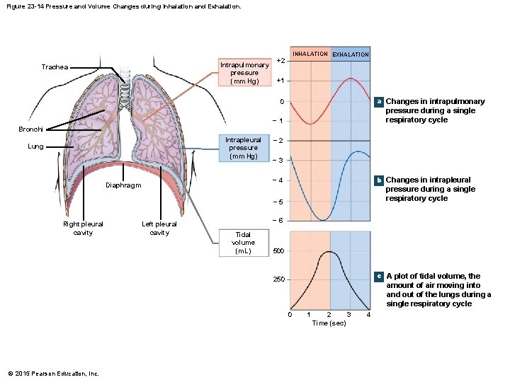 Figure 23 -14 Pressure and Volume Changes during Inhalation and Exhalation. Intrapulmonary pressure (mm
