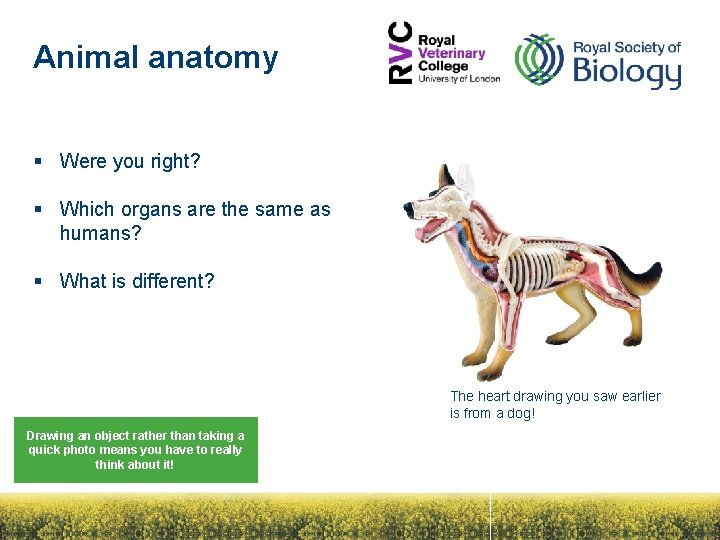 Animal anatomy § Were you right? § Which organs are the same as humans?