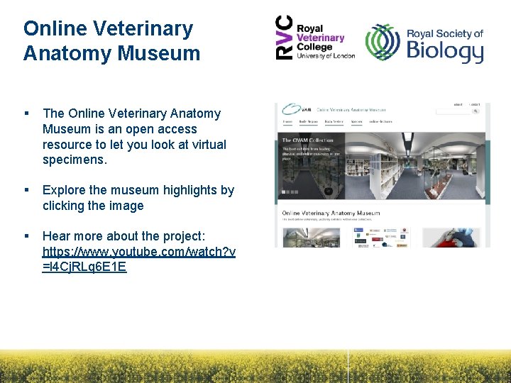 Online Veterinary Anatomy Museum § The Online Veterinary Anatomy Museum is an open access