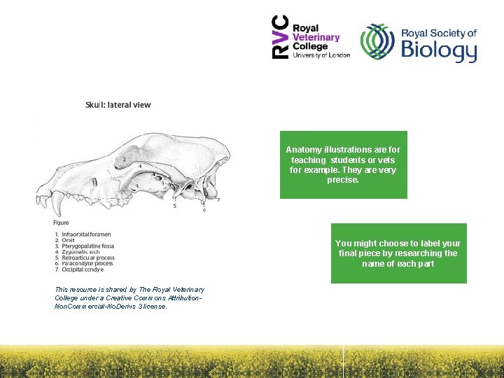 Anatomy illustrations are for teaching students or vets for example. They are very precise.