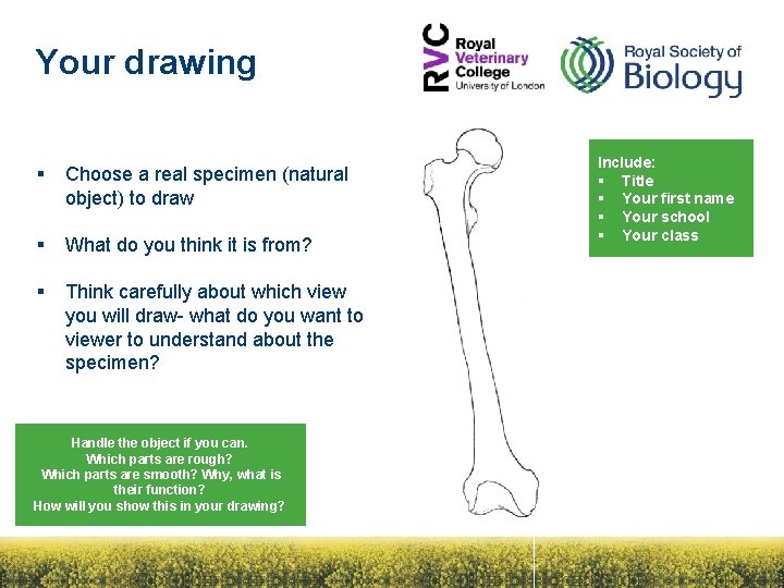 Your drawing § Choose a real specimen (natural object) to draw § What do