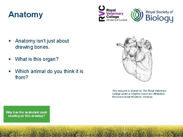 Anatomy § Anatomy isn’t just about drawing bones. § What is this organ? §