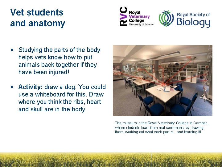 Vet students and anatomy § Studying the parts of the body helps vets know