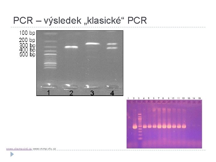 PCR – výsledek „klasické“ PCR www. chempoint. cz, www. mmp. vfu. cz 