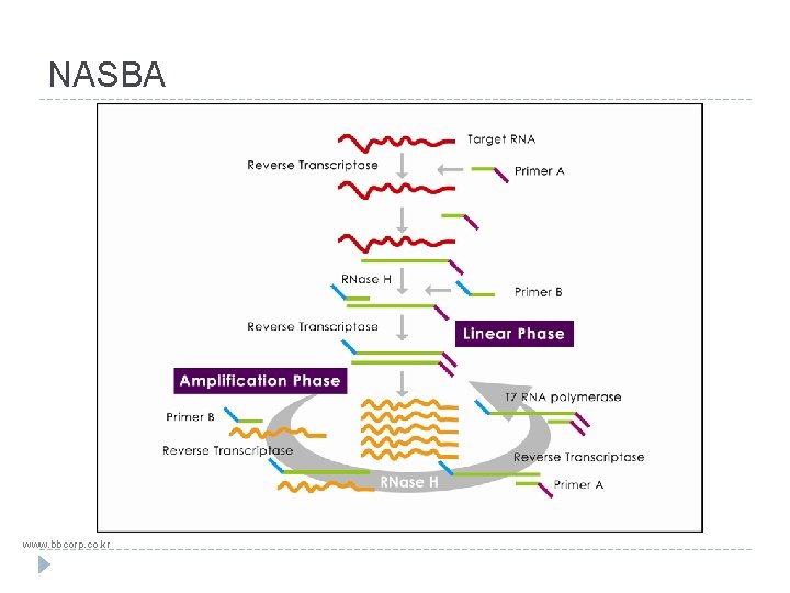 NASBA www. bbcorp. co. kr 