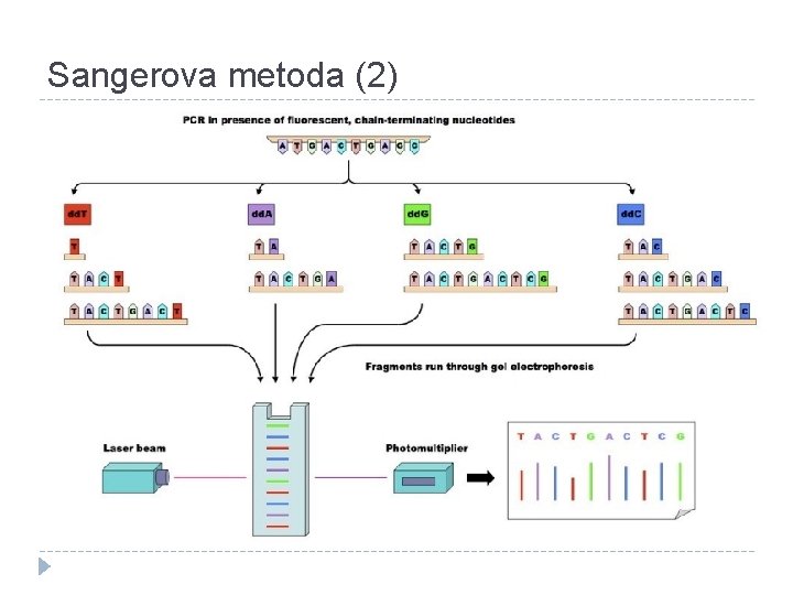 Sangerova metoda (2) 