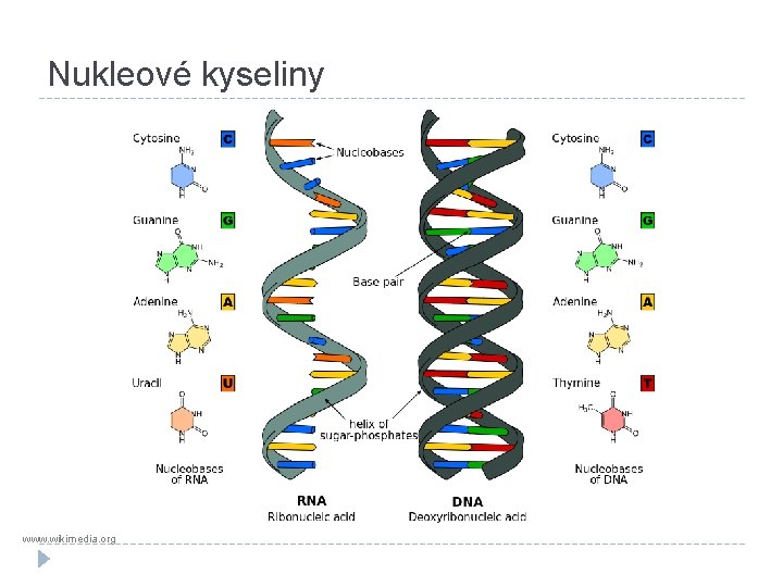 Nukleové kyseliny www. wikimedia. org 