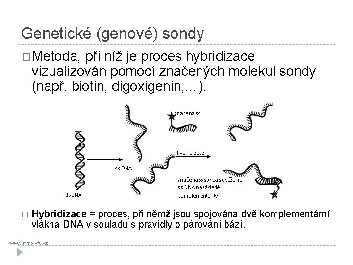 Genetické (genové) sondy �Metoda, při níž je proces hybridizace vizualizován pomocí značených molekul sondy