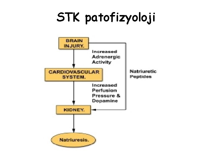 STK patofizyoloji 